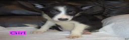 Border Collie dogs for sale: Border Collie Girl 2 - Ad 1