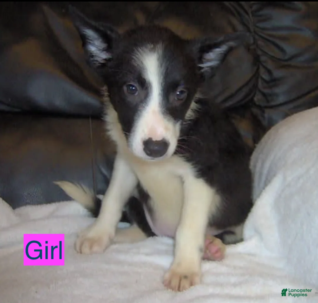 Border Collie dogs for sale: Border Collie Girl 2 - Ad 1