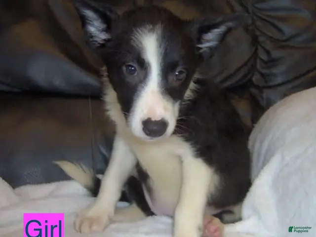 Border Collie dogs for sale: Border Collie Girl 2 - Ad 4