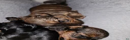 Miniature Dachshund dogs for sale: Miniature Dachshund 1 - Ad 5