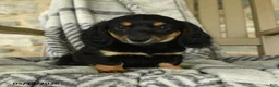 Miniature Dachshund dogs for sale: Fern - Ad 3