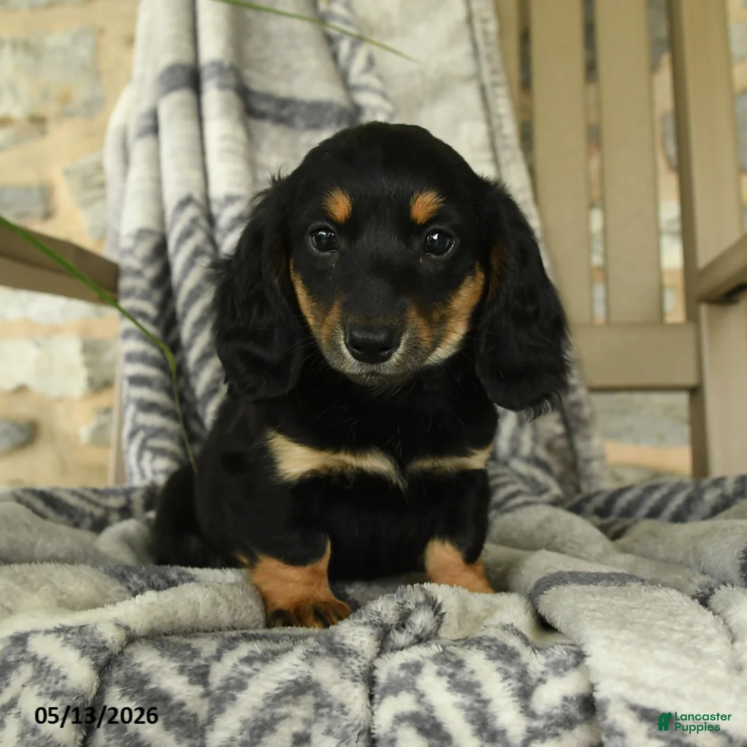 Miniature Dachshund dogs for sale: Fern - Ad 3