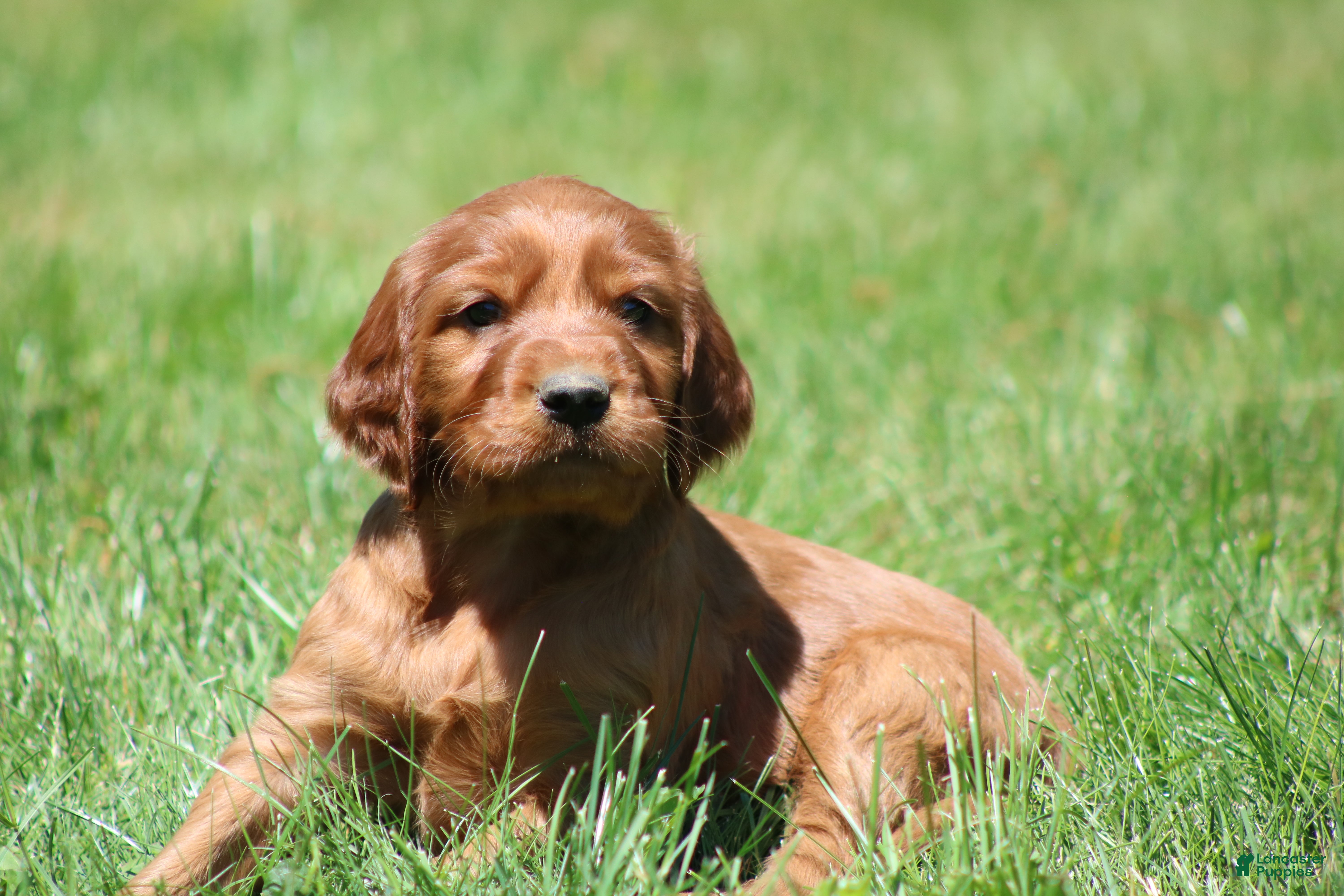 Irish Setter dogs for sale: Milo - Ad 7