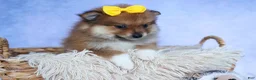 Pomeranian dogs for sale: Farris  - Ad 13