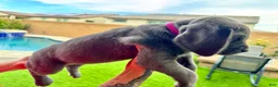 Mixed Breed dogs for sale: Mixed Breed Puppy 4 (hot pink)  - Ad 2