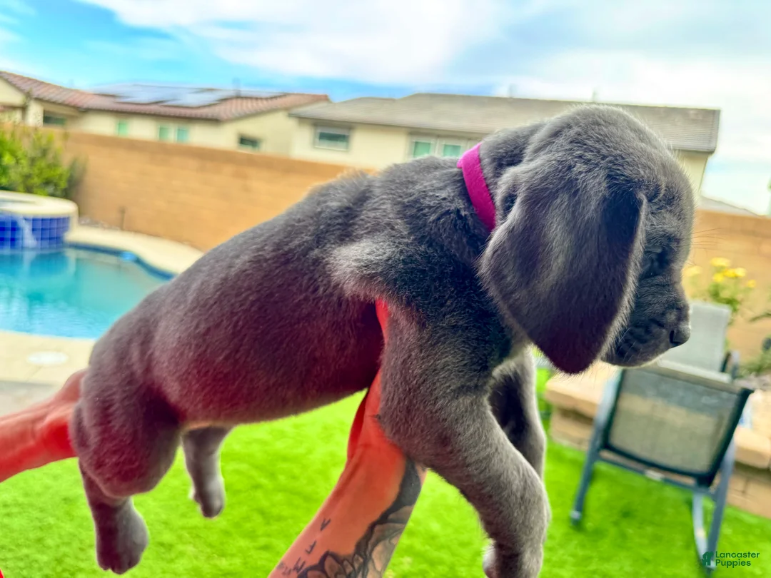 Mixed Breed dogs for sale: Mixed Breed Puppy 4 (hot pink)  - Ad 2