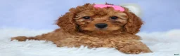 Cavapoo dogs for sale: TAMMY - Ad 13