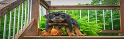 Rottweiler dogs for sale:  Sasha 🐾 - Ad 5