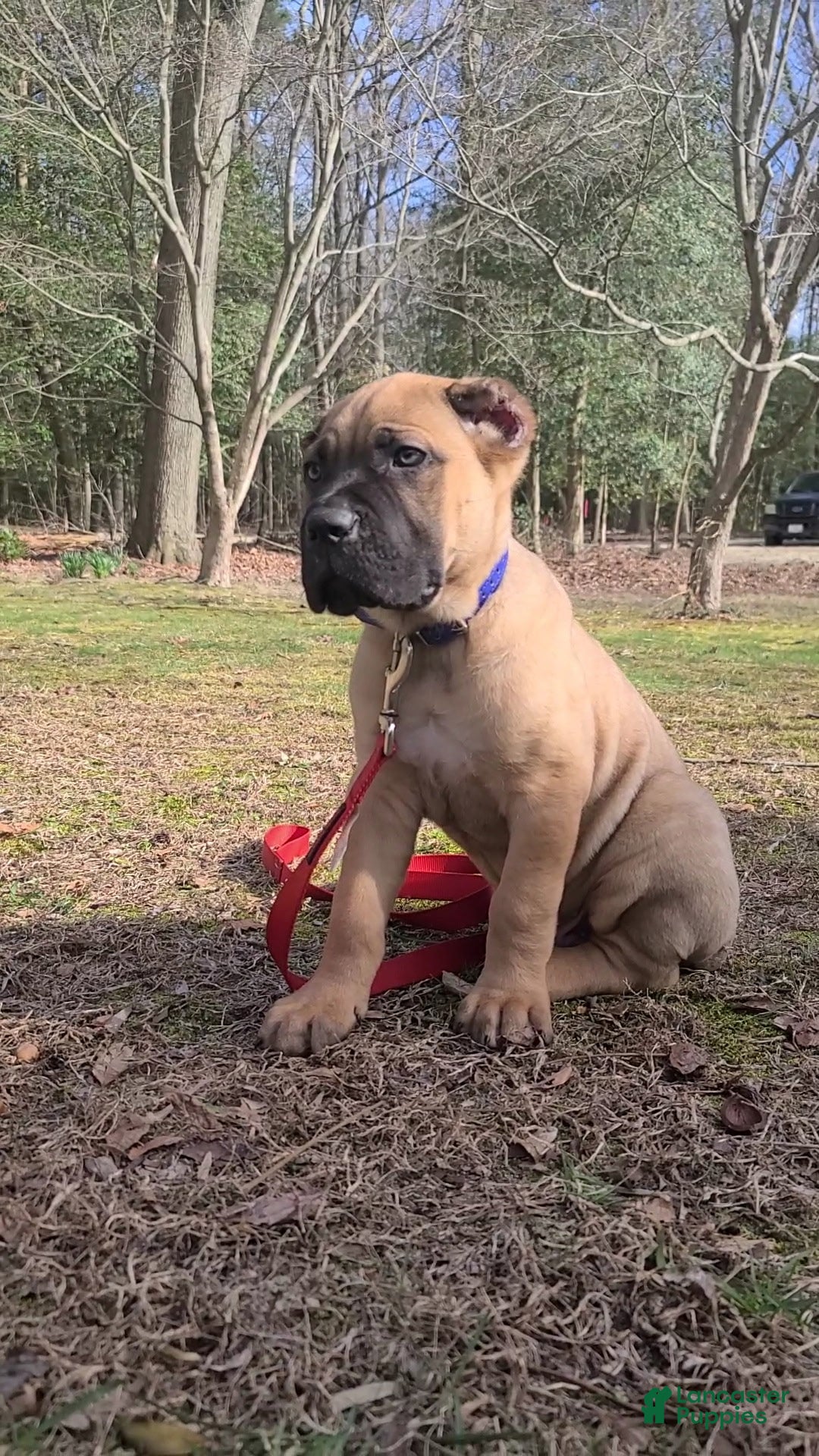 Cane Corso dogs Cane Corso Puppy 1 - Ad 11