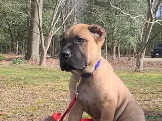 Cane Corso dogs Cane Corso Puppy 1 - Ad 31