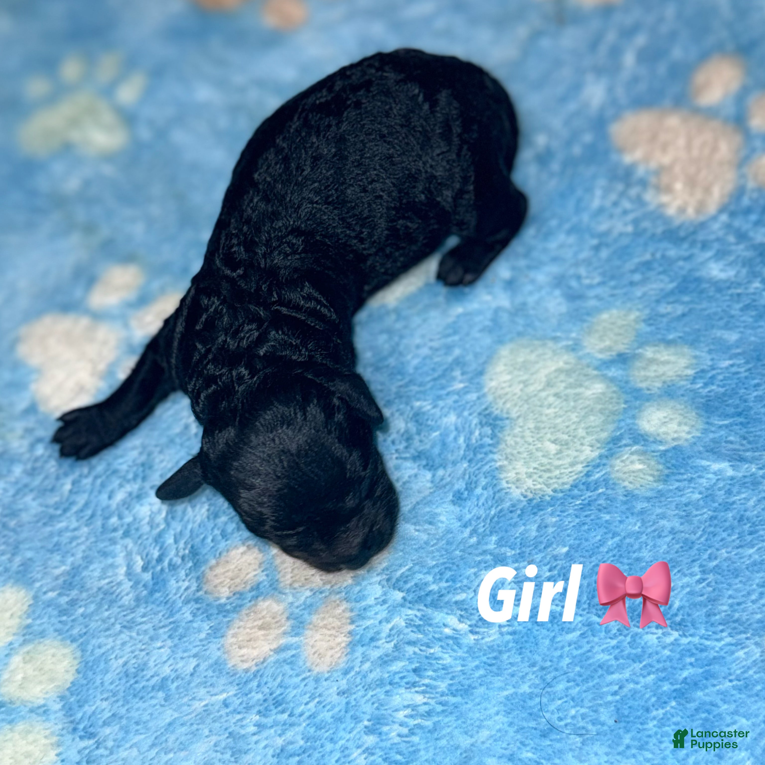 Miniature Poodle dogs Miniature Poodle Puppy 4 - Ad 5