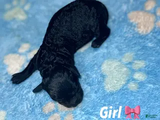 Miniature Poodle dogs Miniature Poodle Puppy 4 - Ad 5