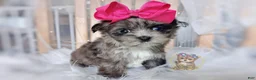 Morkie dogs for sale: Te Fiti - Ad 4