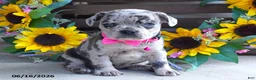Frug dogs for sale: Jenna - Ad 3