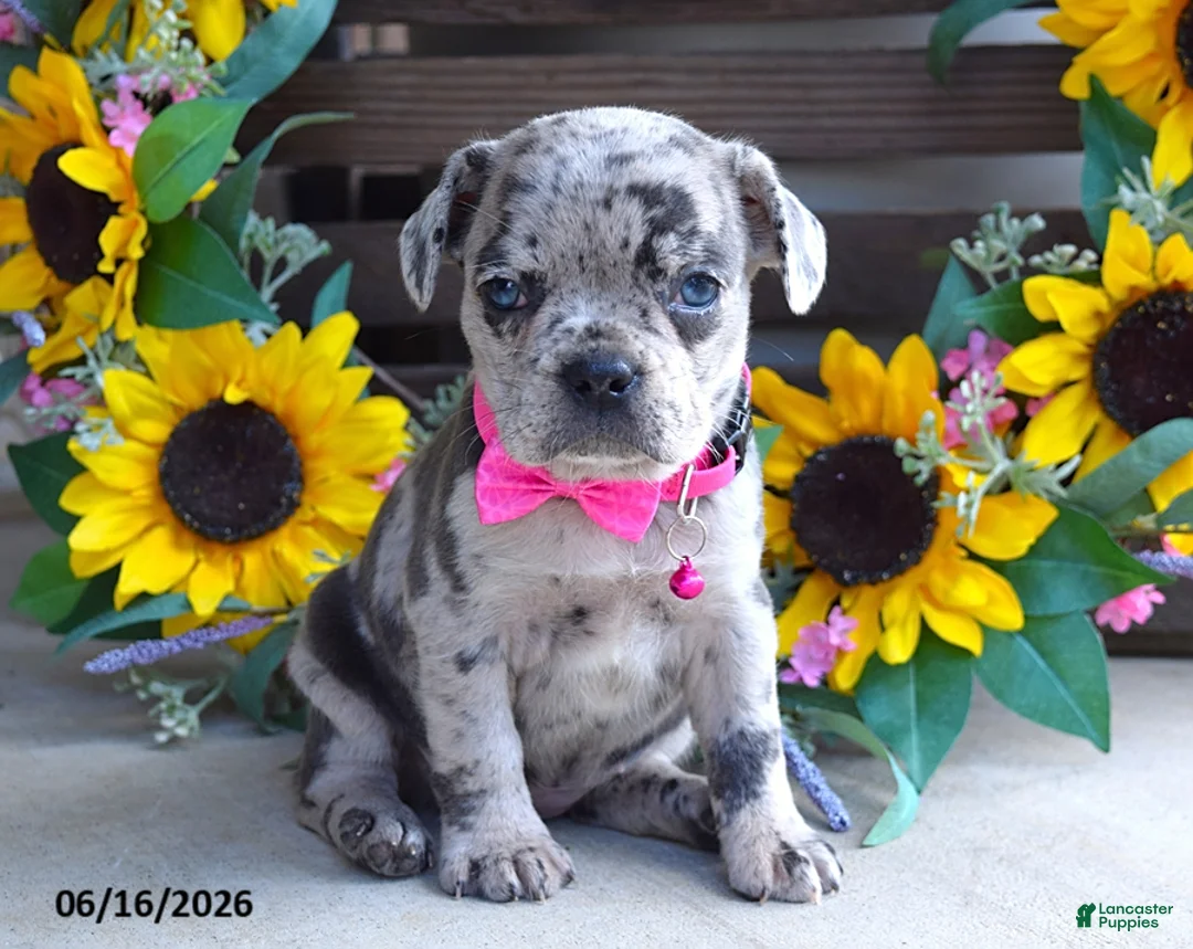 Frug dogs for sale: Jenna - Ad 3