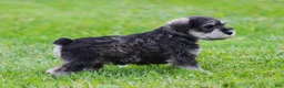 Miniature Schnauzer dogs for sale: Katniss - Ad 7