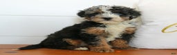 Mini Bernedoodle dogs for sale: Natalie  - Ad 3
