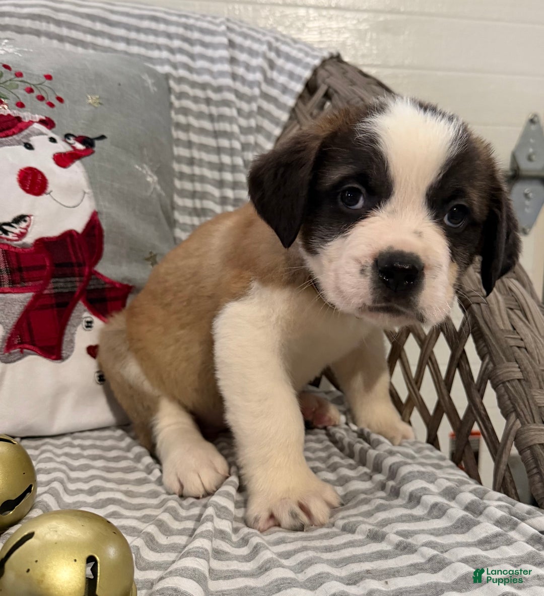 Saint Bernard dogs for sale: Diesel - Ad 2
