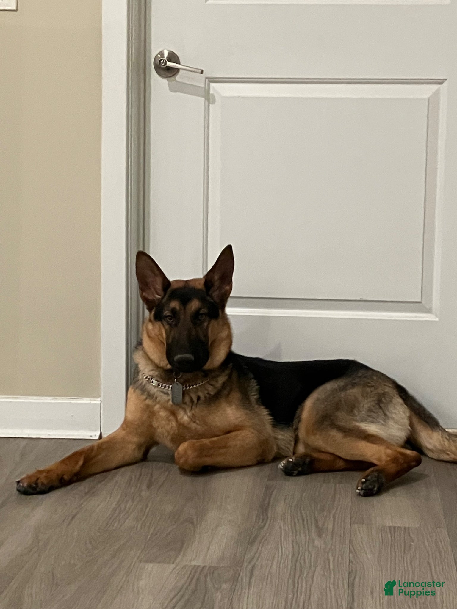 German Shepherd dogs Elvis - Ad 1