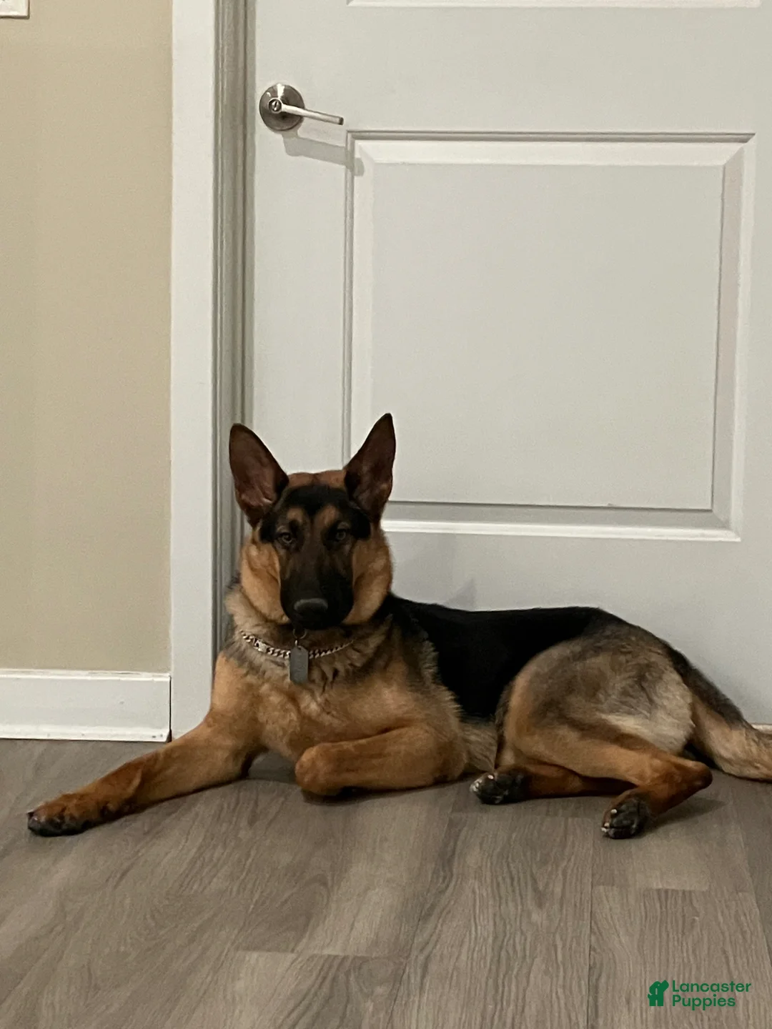 German Shepherd dogs for sale: Elvis - Ad 1