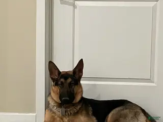 German Shepherd dogs Elvis - Ad 20