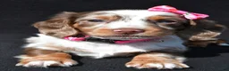 Miniature Dachshund dogs for sale: Daisy - Ad 5