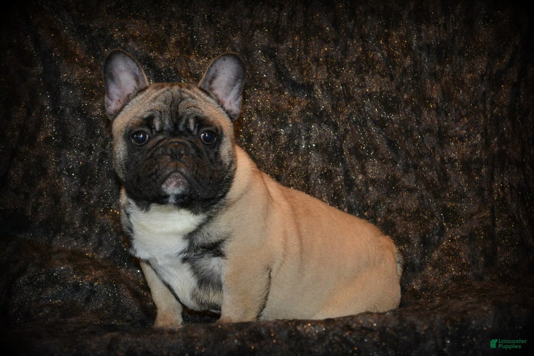 Gallery Image {{count}}