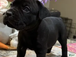 Cane Corso dogs Orange Collar: Female - Ad 11