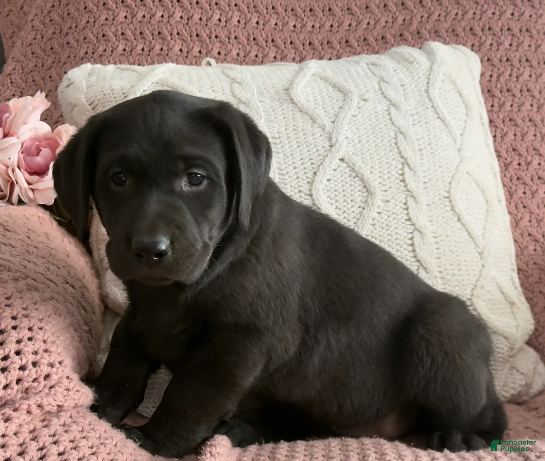 Labrador Retriever dogs for sale: Lily - Ad 10