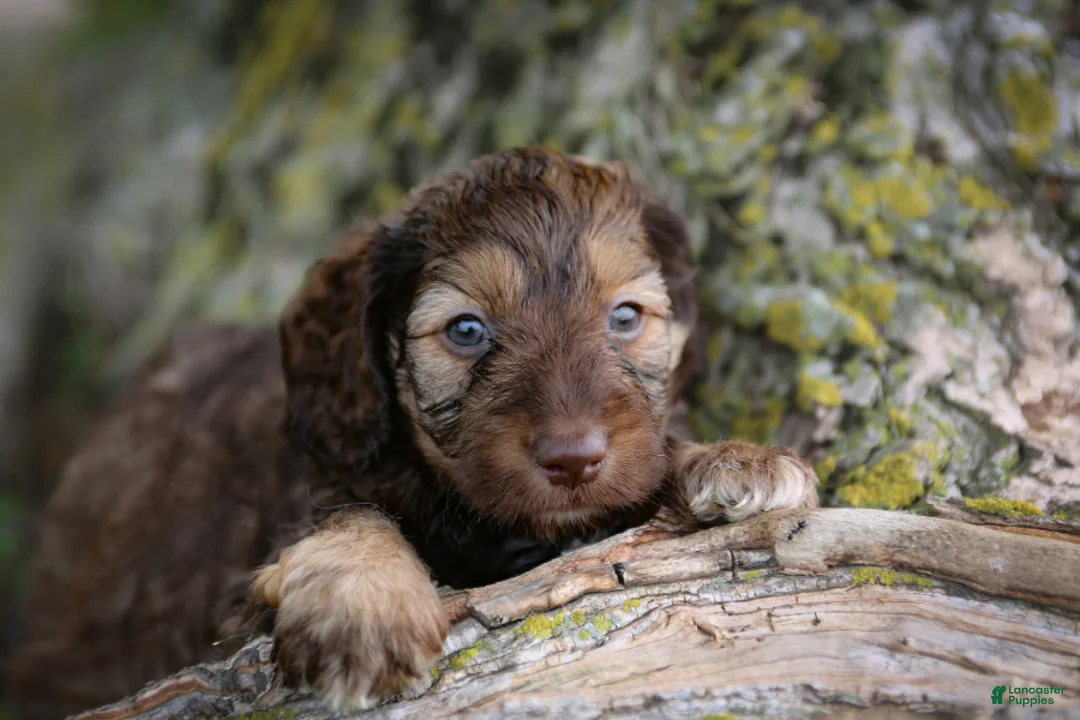 Mini Goldendoodle dogs for sale: Cadbury - Ad 2