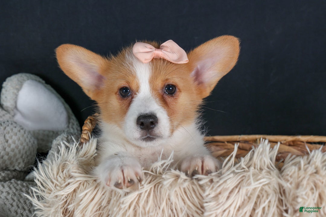 Welsh Corgi Pembroke dogs for sale: Iris - Ad 5