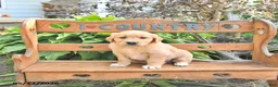 Golden Retriever dogs for sale: Baxter - Ad 1