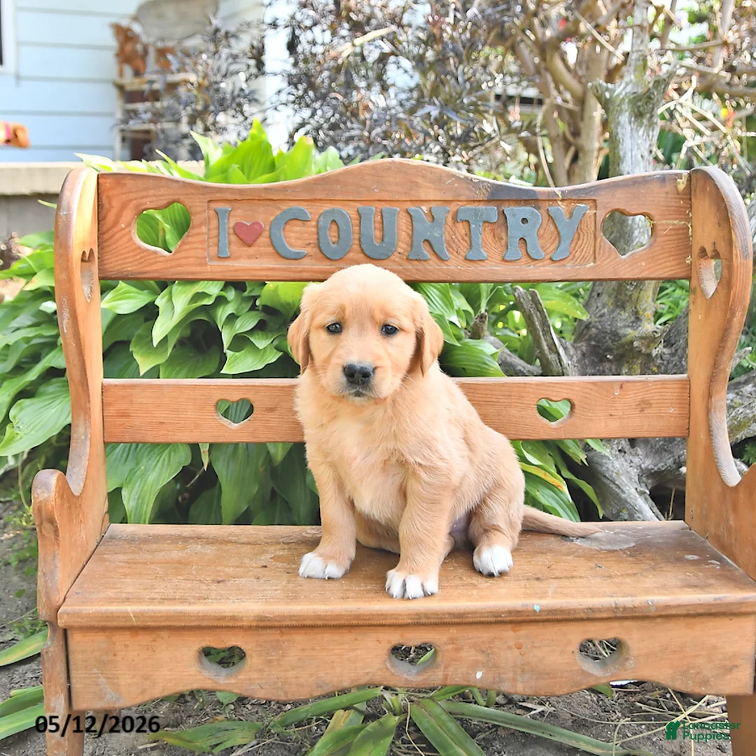 Golden Retriever dogs for sale: Baxter - Ad 1