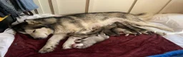 Alaskan Malamute dogs for sale: Tiny Tail - Ad 4