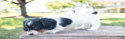 Miniature Dachshund dogs for sale: Button - Ad 4