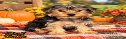 Yorkshire Terrier dogs for sale: Axel - Ad 1