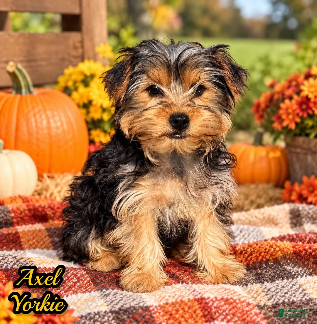 Yorkshire Terrier dogs for sale: Axel - Ad 1