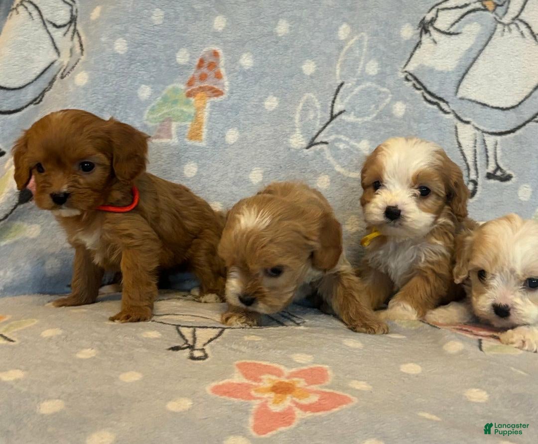 Cavapoo dogs for sale: Bill - Ad 3