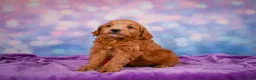 Mini Goldendoodle dogs for sale: REX - Ad 11