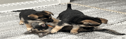 German Shepherd dogs for sale: Mana - Ad 6