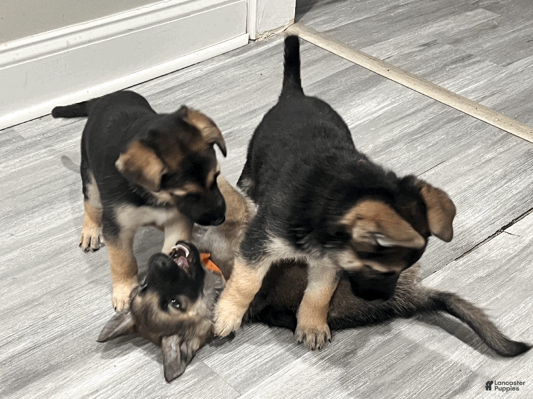 German Shepherd dogs for sale: Mana - Ad 6