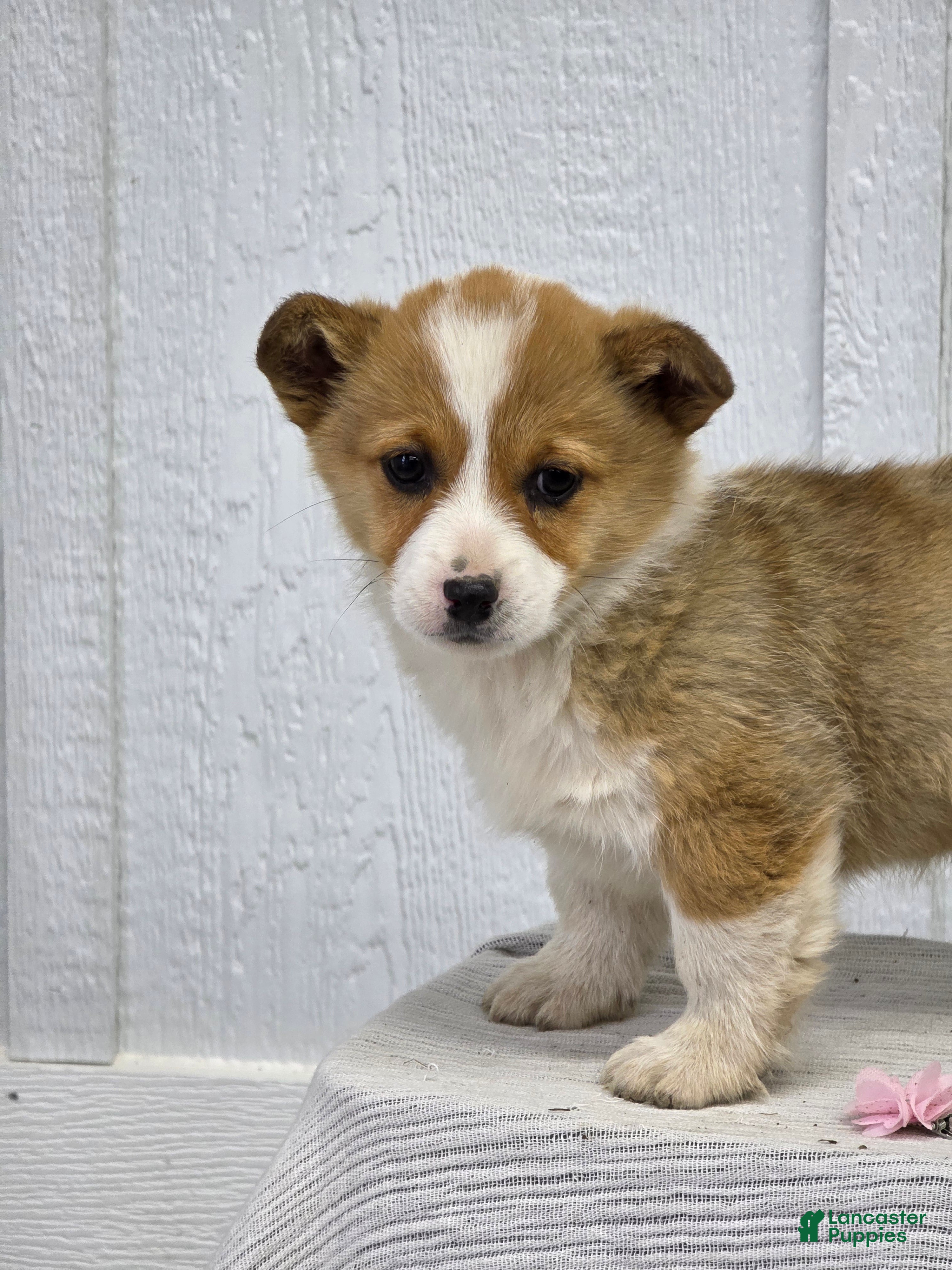 Welsh Corgi Pembroke dogs  Molly - Ad 1