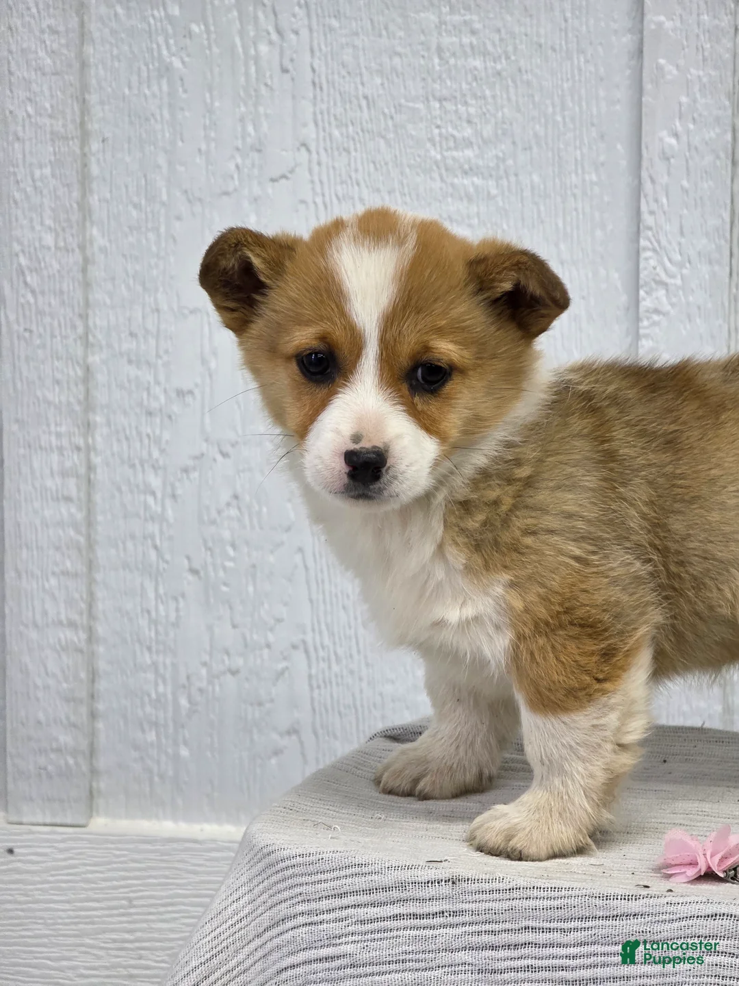 Welsh Corgi Pembroke dogs for sale:  Molly - Ad 1