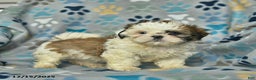 Shih Tzu dogs for sale: Eve  - Ad 1