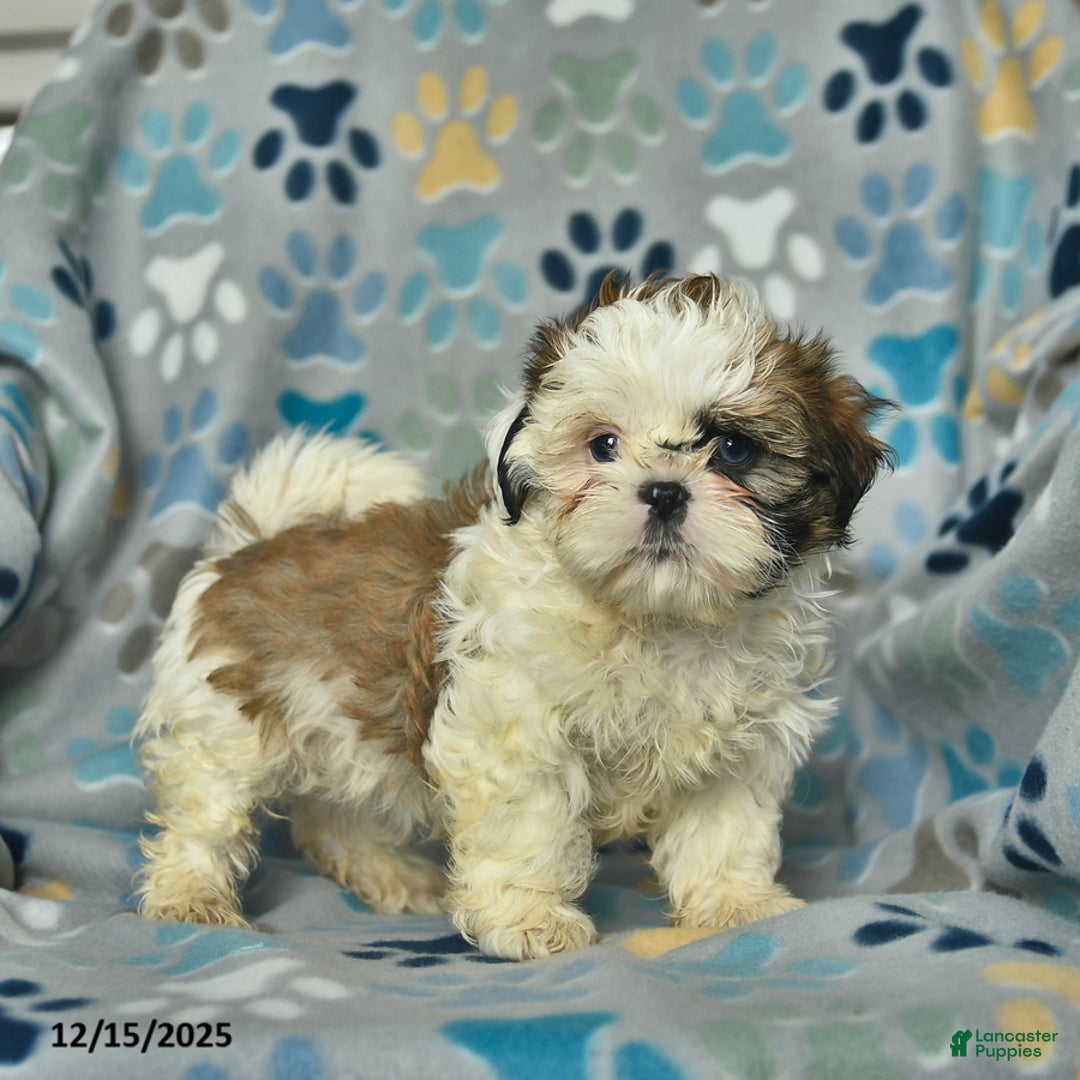 Shih Tzu dogs for sale: Eve  - Ad 1
