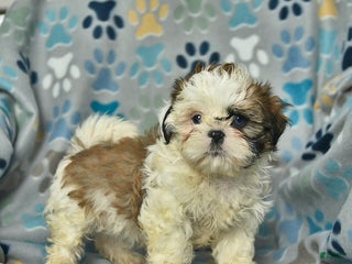 Shih Tzu dogs Eve - Ad 11