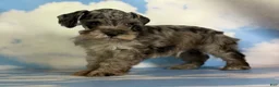 Schnoodle dogs for sale: Pipsqueak - Ad 3