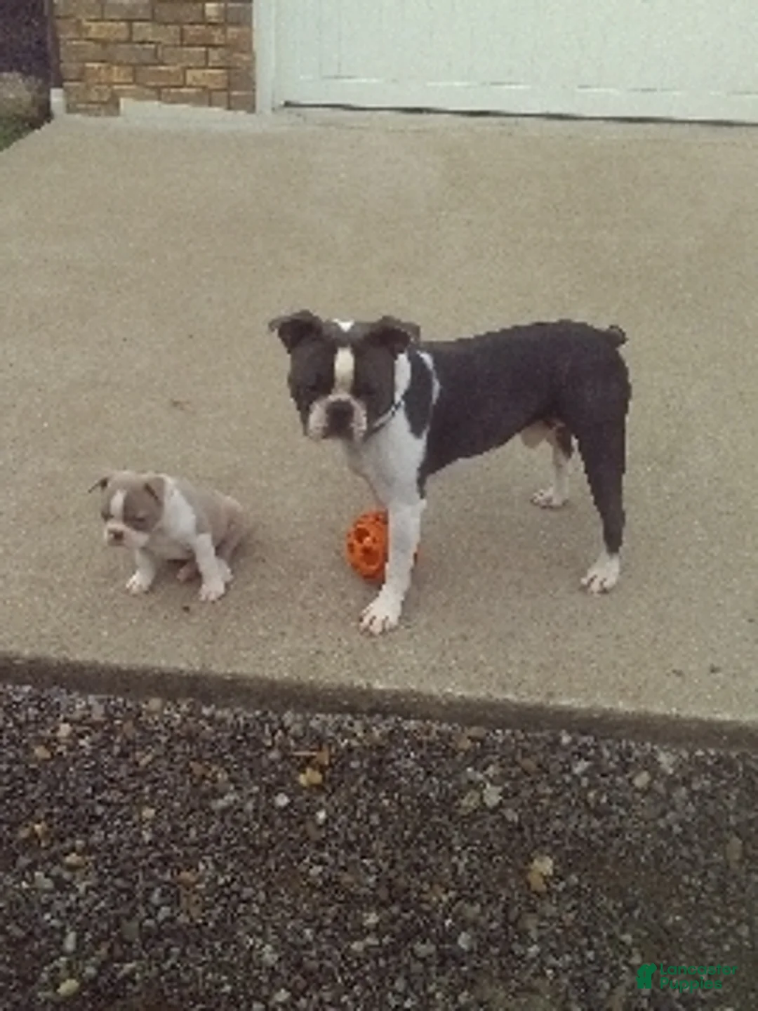 Boston Terrier dogs for sale: Ronnie - Ad 15