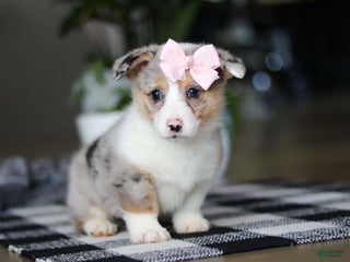 Welsh Corgi Pembroke dogs Eden - Ad 30