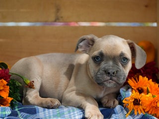 Frenchton dogs - Ad 11